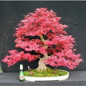 Tohum Dünyam Pembe Akçaağaç Bonsai Tohumu 5 Adet