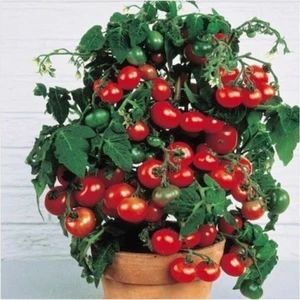 Tohum Dünyam Cherry Saksılık Domates Tohumu 15 Adet