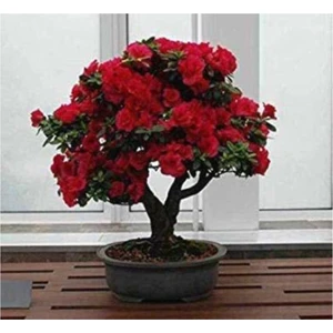Tohum Dünyam  Bodur Kırmızı Gül Bonzai Ağacı Tohumu 5 Adet Tohum Bonsai Ağacı Tohumu
