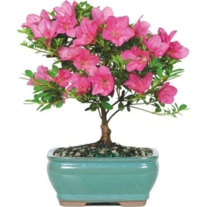 Tohum Dünyam Orkide Bonzai Ağacı Tohumu 5 Adet Bonsai Ağacı Tohumu