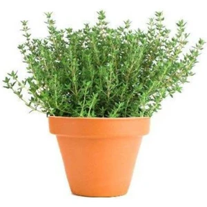 Tohum Dünyam Aromatik Dağ Kekiği Tohumu 25 Adet Kekik Tohumu