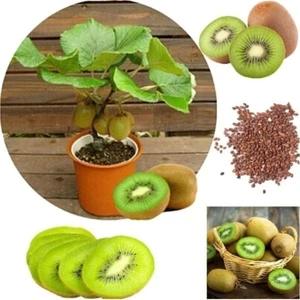 Tohum Dünyam Kivi Bonzai Ağacı Tohumu 5 Adet Bonsai Ağacı Tohumu