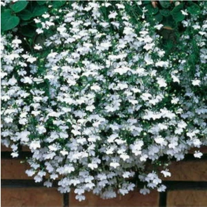 Tohum Dünyam 10 Adet Beyaz Renkli Sarkan Lobelya Çiçek Tohumu