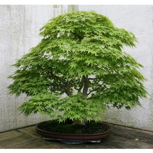 Tohum Dünyam Bodur Japon Redwood Bonzai Ağacı Tohumu 5 Adet Bonsai Ağacı Tohumu