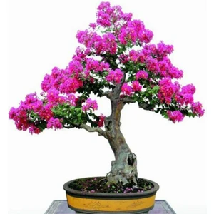 Tohum Dünyam Bodur Mersin Bonzai Ağacı Tohumu 5 Adet Bonsai Ağacı Tohumu