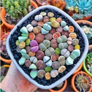Tohum Dünyam Lithops Taş Çiçek Tohumu 15 Adet
