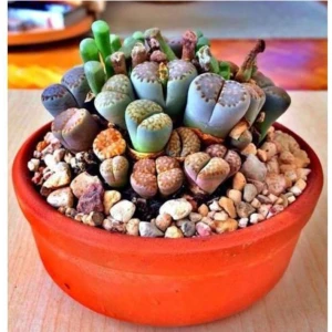 Tohum Dünyam Lithops Taş Çiçek Tohumu 15 Adet