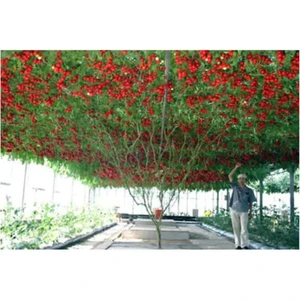 Tohum Dünyam Eko Paket 35 Adet Tohum Italyan Domates Ağacı Tohumu