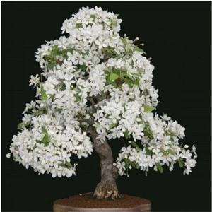 Tohum Dünyam Beyaz Zakkum Bonzai Ağacı Tohumu 5 Adet Bonsai Ağacı Tohumu
