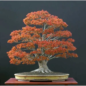 Tohum Dünyam Acer Palmatum Bonsai Tohumu 3 Adet
