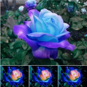 Tohum Dünyam 5 Adet Night Blue Gül Tohumu