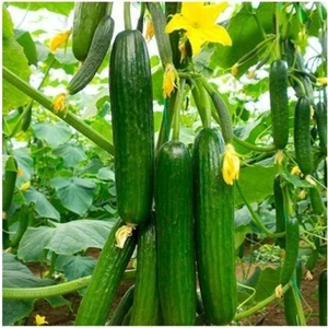 Tohum Dünyam Ithal Erkenci Bol Verim Sırık Salatalık Tohumu 5 Adet Tohum