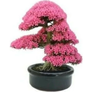 Tohum Dünyam Erguvan Bonzai Ağacı Tohumu 5 Adet Bonsai Ağacı Tohumu