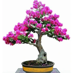 Tohum Dünyam Bodur Mersin Bonzai Ağacı Tohumu 5 Adet Bonsai Ağacı Tohumu