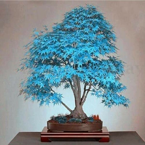 Tohum Dünyam Mavi Akçaağaç Bonsai Tohumu 5 Adet