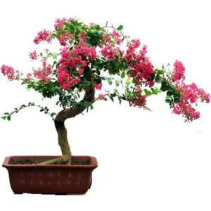 Tohum Dünyam Krep Mersin Bonzai Ağacı Tohumu 5 Adet Bonsai Ağacı Tohumu