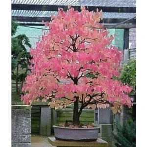 Tohum Dünyam Bodur Katsura Bonzai Ağacı Tohumu 5 Adet Tohum Bonsai Ağacı Tohumu