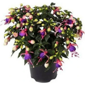 Tohum Dünyam Mor Küpeli Çiçeği Tohumu 5 Adet Tohum Çiçek Tohumu