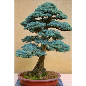 Tohum Dünyam Bodur Mavi Selvi Bonzai Ağacı Tohumu 5 Adet Bonsai Ağacı Tohumu
