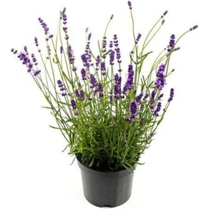 Tohum Dünyam Nadir Ithal Mis Kokulu Ingiliz Lavanta Çiçeği Tohumu 20 Adet Lavanta Tohumu