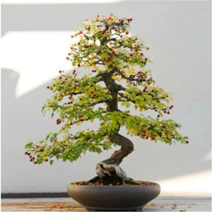 Tohum Dünyam Bodur Cennet Bonzai Ağacı Tohumu 5 Adet Bonsai Ağacı Tohumu