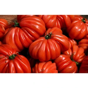 Tohum Dünyam 10 Adet Italyan Trumpet Domates Tohumu