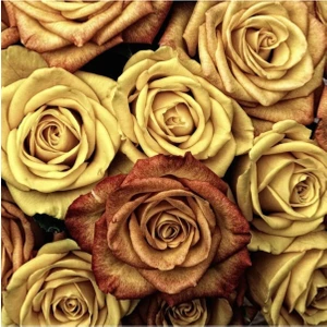 Tohum Dünyam 5 Adet Gold Rose Gül Tohumu