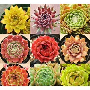 Tohum Dünyam 9 Adet 9 Çeşit Sempervivum Sukulent Tohumu