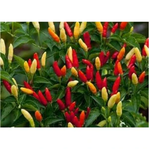 Tohum Dünyam Tabasco Acı Biber 10+ Tohum