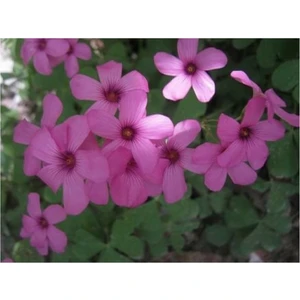 Tohum Dünyam Süs Yoncası Tohumu 500+ Tohum