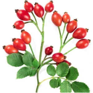 Tohum Dünyam Kuşburnu Tohumu 5 Adet Tohum Kuş Burnu Meyvesi