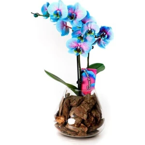 Tohum Dünyam 10 Adet Turkuaz Orkide Tohumu