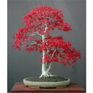 Tohum Dünyam Bodur Acer Rubrum Bonzai Ağacı Tohumu 5 Adet Bonsai Ağacı Tohumu