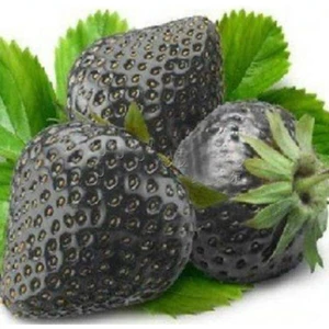 Tohum Dünyam 20 Adet Siyah Çilek Tohumu