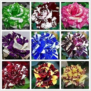 Tohum Dünyam 9 Adet 9 Renk Tiger Striped Gül Tohumu
