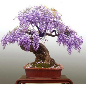 Tohum Dünyam Wisteria Bonsai Ağacı Tohumu 3 Adet
