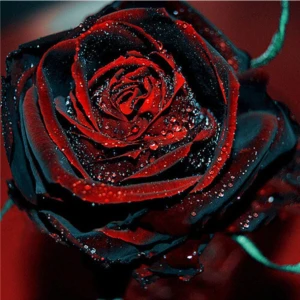 Tohum Dünyam 5 Adet Darkblood Gül Tohumu