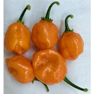 Tohum Dünyam Çok Acı Habanero Biberi Tohumu 5 Adet Tohum Biber Tohumu