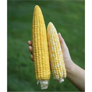 Tohum Dünyam Süper Paket 100 Adet Tohum Ithal Nadir 40-60 cm Uzun Mısır Tohumu