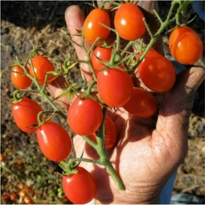 Tohum Dünyam Üzüm Cherry Domates 10 Tohum