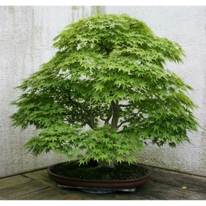 Tohum Dünyam Bodur Japon Redwood Bonzai Ağacı Tohumu 5 Adet Bonsai Ağacı Tohumu