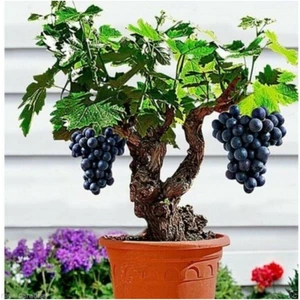 Tohum Dünyam Bodur Siyah Üzüm Bonzai Ağacı Tohumu 5 Adet Bonsai Ağacı Tohumu