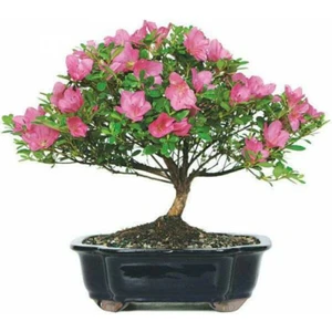 Tohum Dünyam Orkide Bonzai Ağacı Tohumu 5 Adet Bonsai Ağacı Tohumu