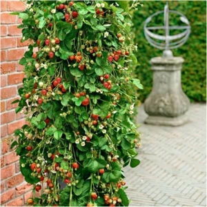 Tohum Dünyam Sırık Çilek Ağacı Tohumu 25+ Tohum