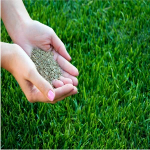 Yeşili Market Yeşilimarket Çim Tohumu 3 kg Ithal 6 Karışımlı Üstün Kalite Yüksek Randıman