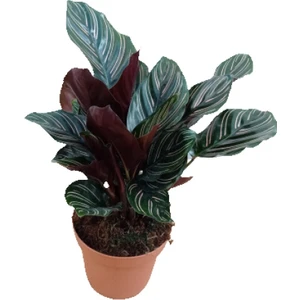 Calathea Ornata 25-30 cm