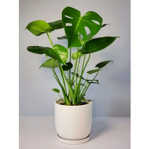 Bitki Karavanı Deve Tabanı Monstera 60-80CM