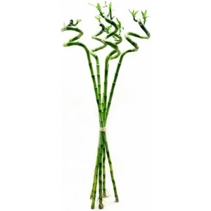 Bitki Karavanı Lucky Bamboo 100 cm (X5) ( Şans Bambusu )