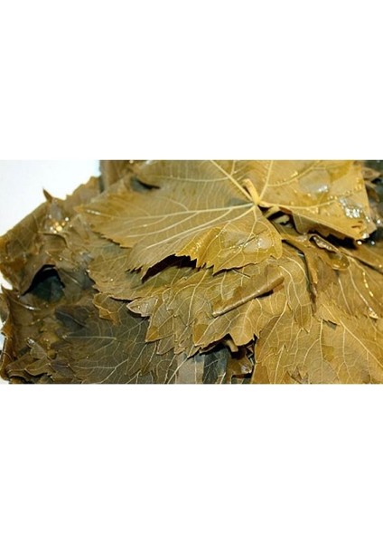 Manisa Salamura Asma Yaprağı 2 kg fiyatları