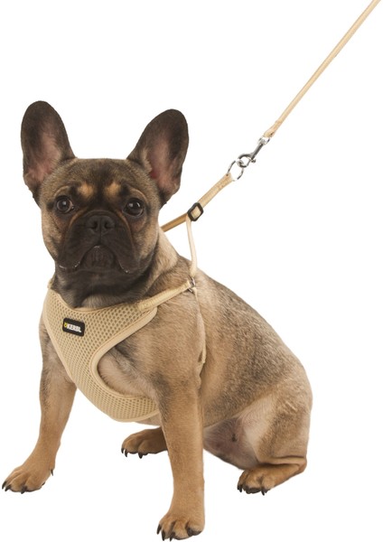 Yavru Köpek Tasması Puppy Harness